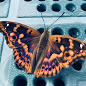 Lesser purple emperor