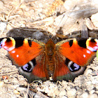 European Peacock; Mariposa pavo real