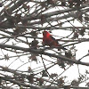 Scarlet Tanager