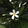 Singapore Graveyard Flower