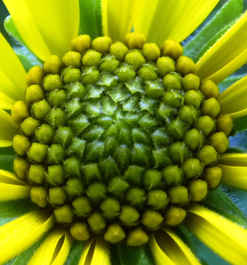 Fibonacci in Nature