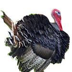 Thanksgiving Sounds Apk