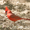 Northern Cardinal