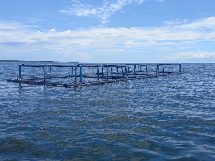 A rectangular plastic fish cage at Kijiweni in Shimoni, Kwale county, on Sunday, November 26, 2023.