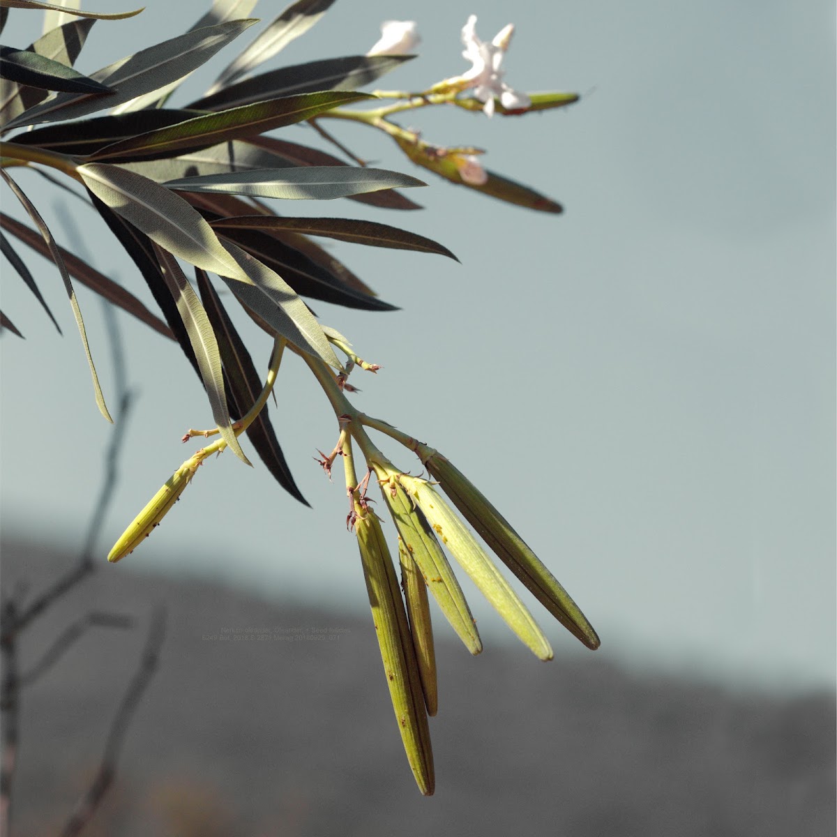 Common Oleander