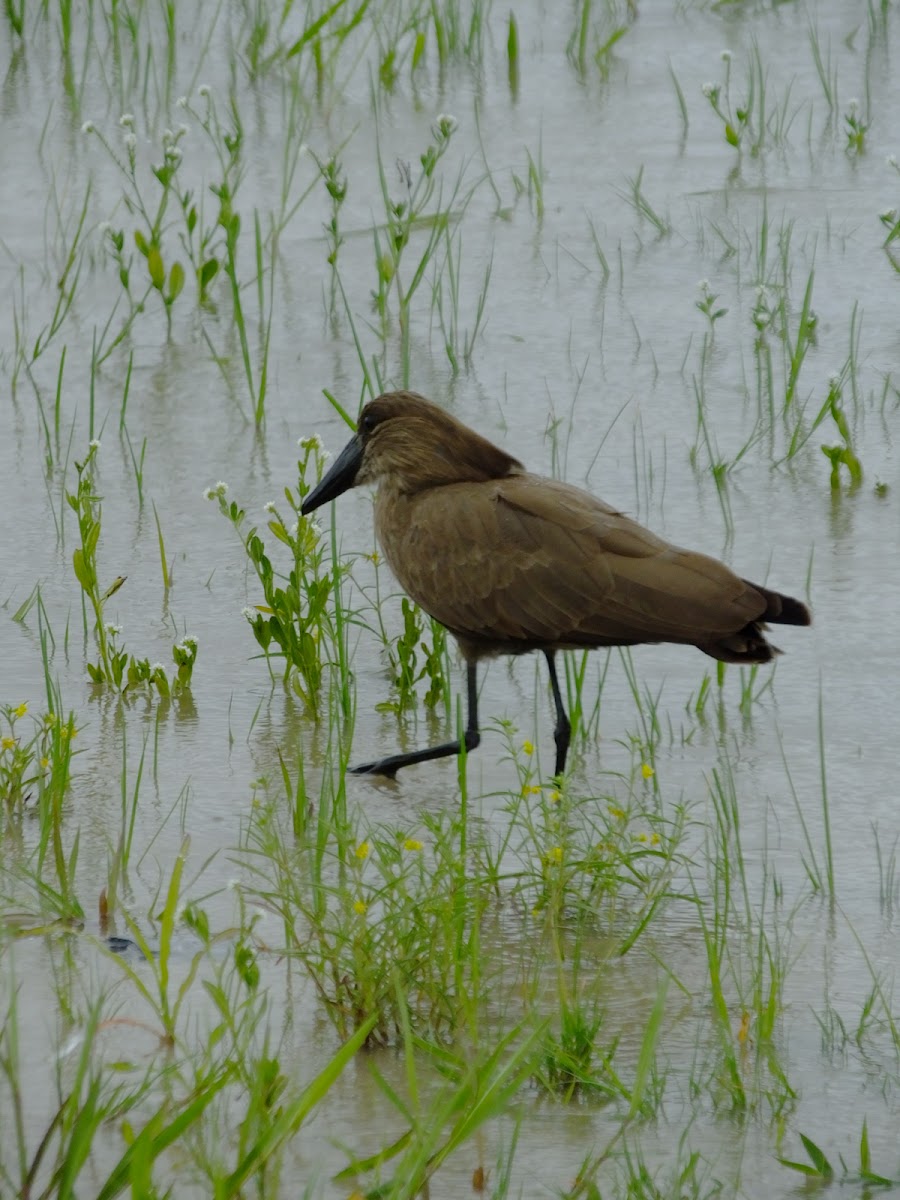 hamerkop