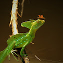 Double-Crested Basilisk