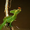 Double-Crested Basilisk