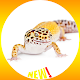 Leopard Gecko Reptile Wallpaper HD Download on Windows