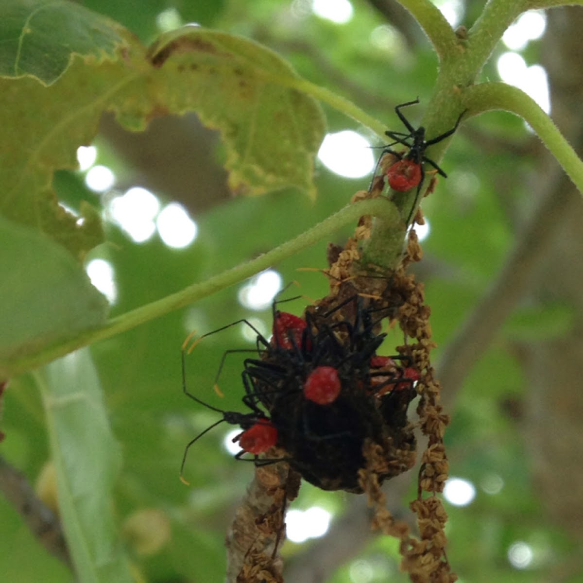 Assassin bug juvenile