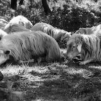 La siesta di -Faby-