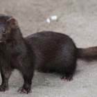 American mink