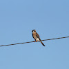 American Kestrel