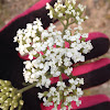 Yarrow or Milfoil