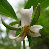 Catesby's Trillium