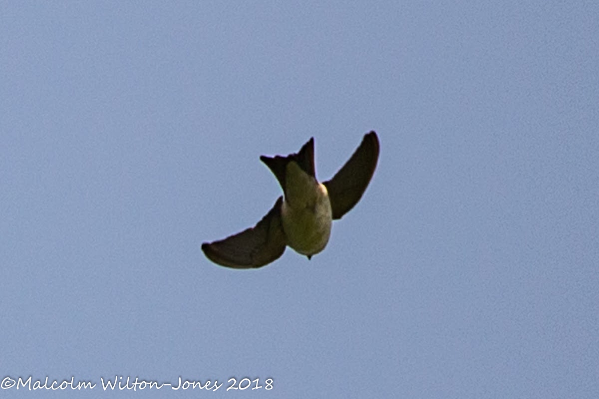 House Martin; Avión Común