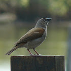 Grey-headed Sparrow