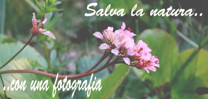 "Salva la natura con una fotografia.." di Marco Cardone