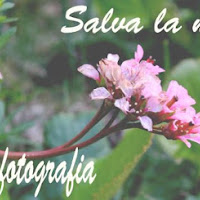 "Salva la natura con una fotografia.." di 