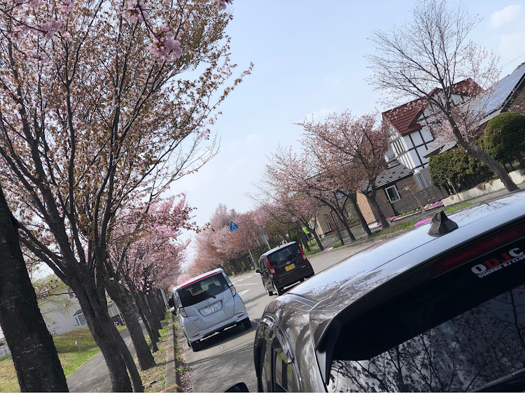 デミオの#mazda demio・チタニウムフラッシュマイカ・今週もよろしくお願いします・桜🌸コラボ・桜を撮る会に関するカスタム事例の投稿画像2枚目