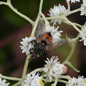 Tachinid fly