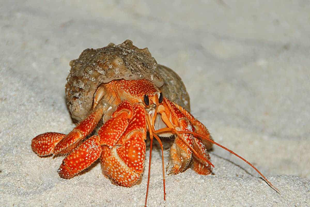 Can Hermit Crabs Hear