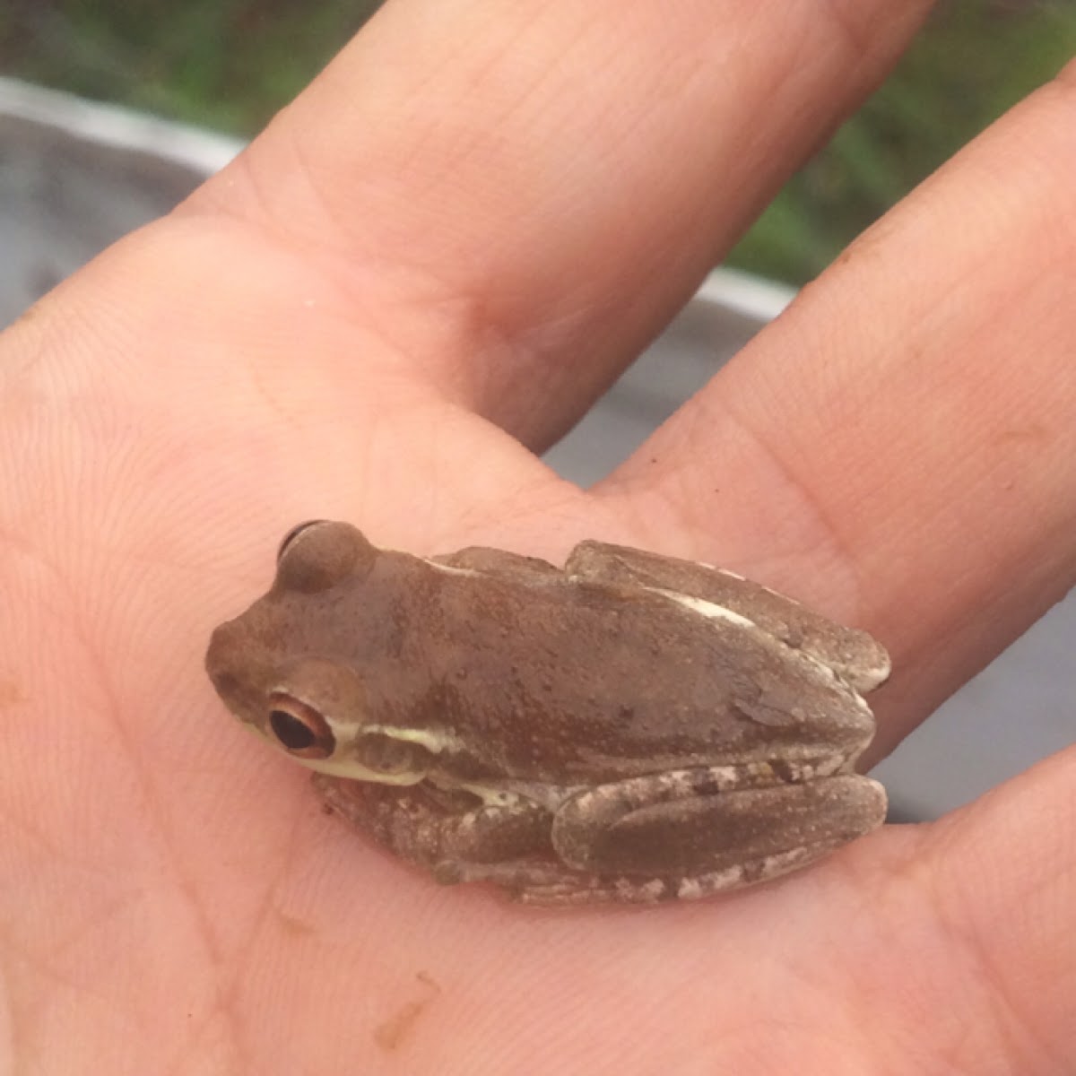 Antillean tree frog