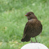 Female Blackbird