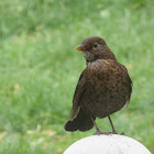 Female Blackbird