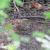 Northern Bobwhite