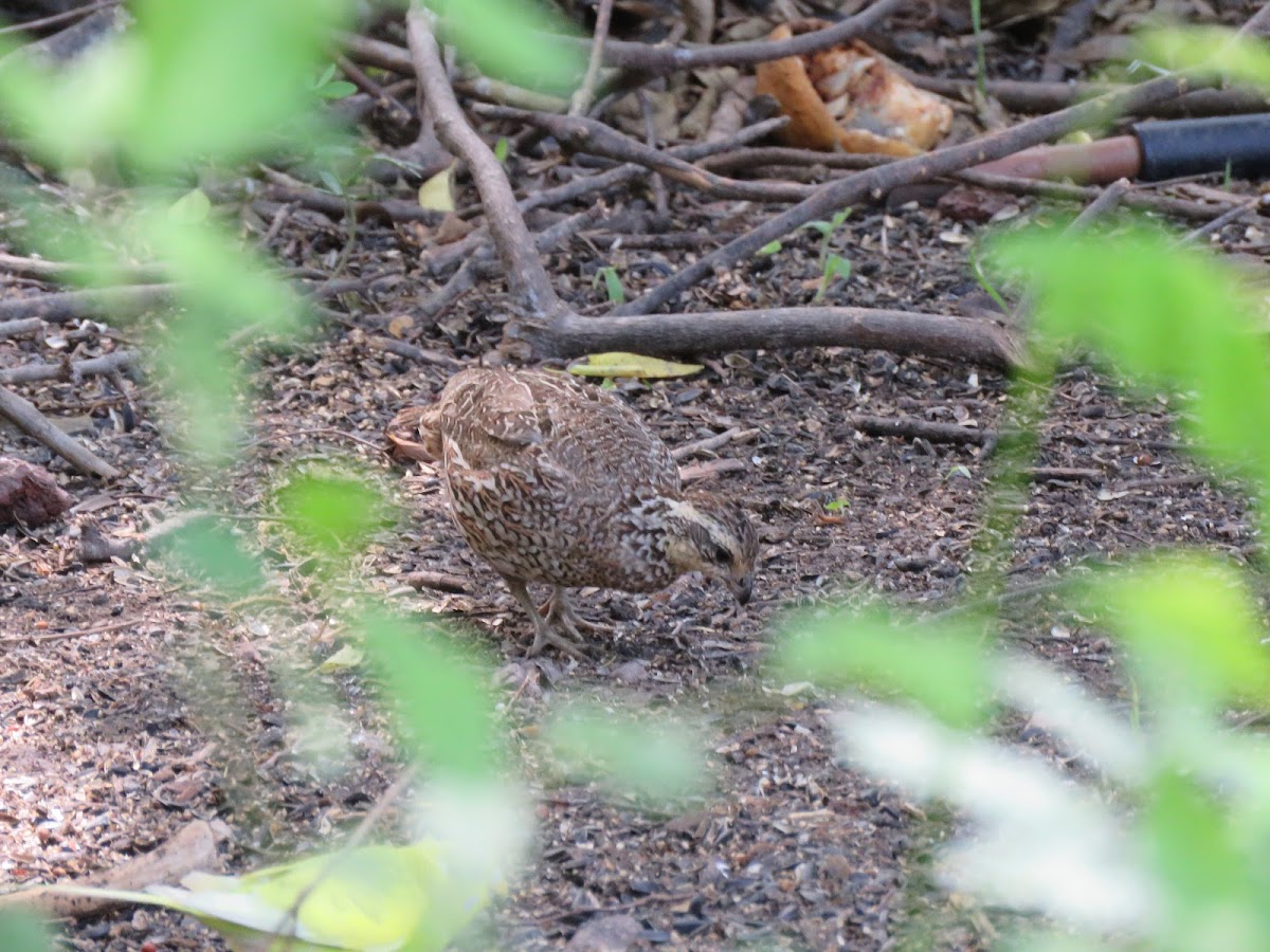 Northern Bobwhite