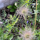 Meadow Anemone