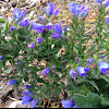 Viper's Bugloss