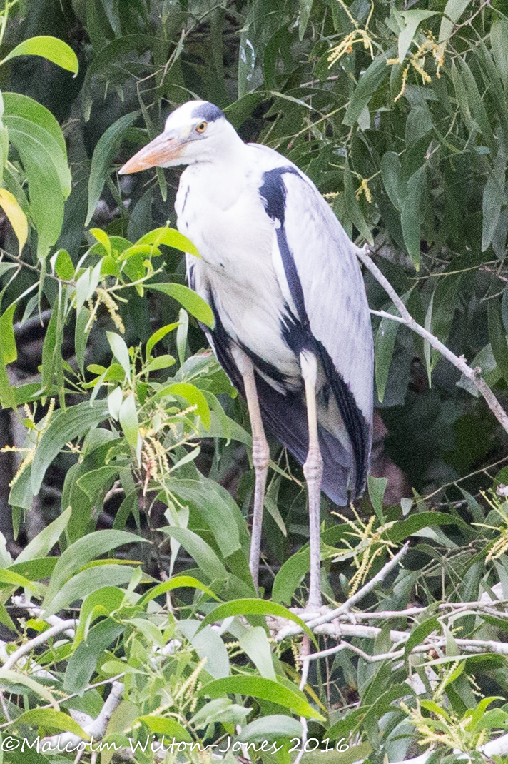 Grey Heron