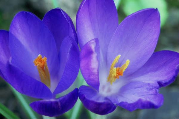 Crocus di happy