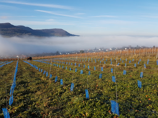 Weinberge