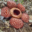 Rafflesia / Corpse Flower