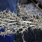 Spiny-headed Mat-rush (bushfire recovery)