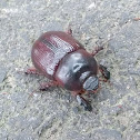 Rhinoceros beetle