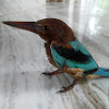 White Throated Kingfisher