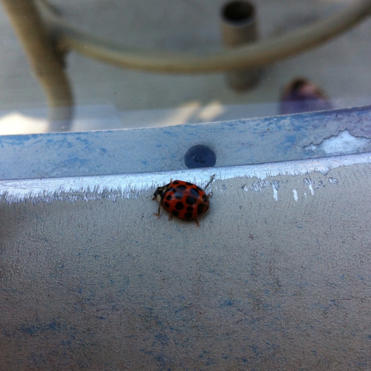 Multicolored Asian Lady Beetle