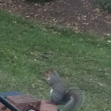 Eastern grey squirrel