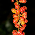 Woolly Pear Fruit