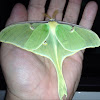 Luna moth