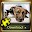 dog & cats friendship  jigsaw puzzle  for Adults Download on Windows