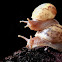 Land Snail