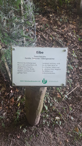 Eibe