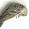 Pine Siskin