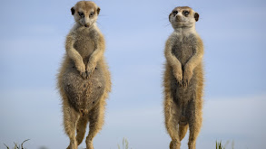 Meerkat Special thumbnail