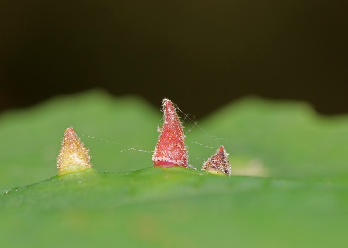 Witch Hazel Cone Gall Aphid